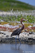 Egretta rufescens Aigrette roussatre reddish egret DSC_8196_tn